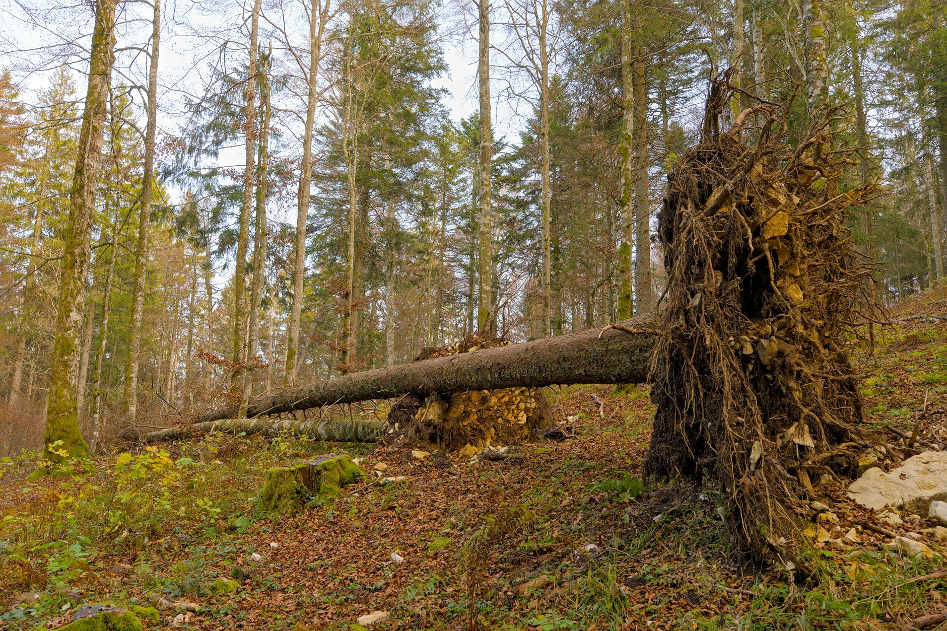 Enlèvement arbre urgence à Villiers-sur-Marne